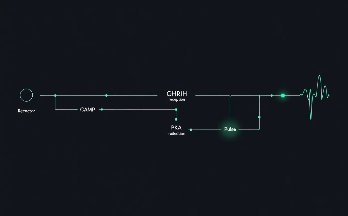 Emerald terminal-style circuitry schematic of a GHRH-receptor signaling cascade ending in a glowing IGF-1 output node, on a deep near-black ground